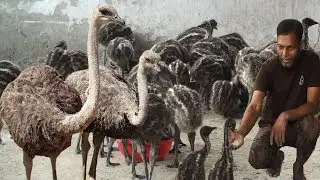 Emu Bird - Emu Farm Business Plan will be Self Reliant in Unemployed Men and Women