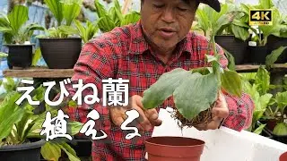 【えびね蘭】植え替えの方法    オリジナルブレンド用土使用　(宮崎県)