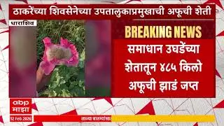 Dharashiv News : समाधान उघडेंच्या शेतातून 485 किलो अफूची झाडं जप्त