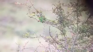 Blue-cheeked Bee-eater - Merops persicus - Groene bijeneter