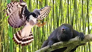 Top 10 Eagles Hunt Their Prey Without Mercy