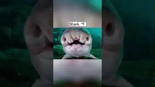 What Animals Look Like With Down Syndrome 🦁 #CaughtOnCamera #trisomie #Shorts