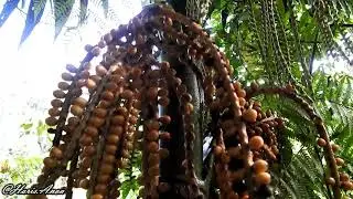 Bingbin (Pinanga kuhlii) - Arecaceae