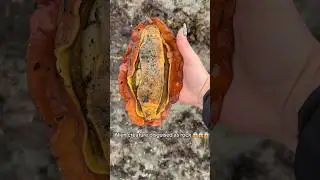 Alien egg????? Salty papaya????!! This is a gumboot chiton, the largest species of chiton!