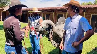 XUCRÃO ME DESAFIOU A MONTAR NO BÚFALO LOUCO! - RAFAEL FIOTI 