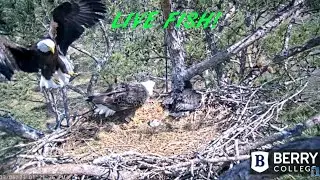 Berry College Eagles ~ March, 6 🦅❤️ Mom Brings A Live Fish! Feeding B16 ❤️🦅