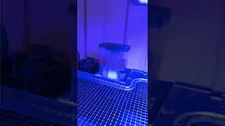 Testando o Skimmer Bubble Magus Mini Q