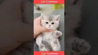 Who could resist this cuteness? 😍🐾#adorablecat #catcuteness #funnyvideo