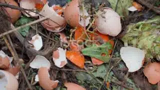 Motivating Small-Scale Farmers to Adopt Sustainable Poultry Farming Practices.#ChickenFarming
