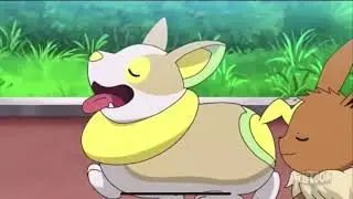 Eevee and Yamper cute moments