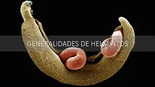 Generalidades de Helmintos (Morfolog&iacute;a)
