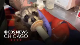 Anderson Humane holding baby shower fundraiser for wildlife rescue