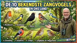 10 zangvogels in Nederland 🎶🐦 | Van winterkoning tot nachtegaal | Natuur met Peter