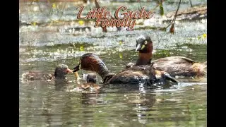 Little Grebe family, feeding of the chick.