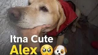 Itna cute kaise ho sakta hai Alex 🥺🐾