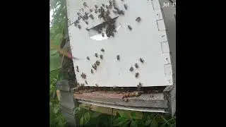 Flashback - Bees in the Morning at Sunrise 2