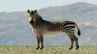 HOOFED ANIMALS: ODD-TOED UNGULATES
