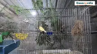 Canary and Hybrid Canary Goldfinch Mating !
