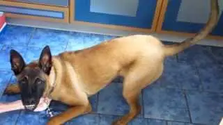 Charlys Wunschknochen  (Geschenk vom Nachbar)
