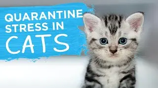 Quarantine Stress in Cats: How To Help Your Cat