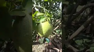 Cây bưởi thân nhỏ đậu trái khủng khiếp đầy cành siêu đỉnh 