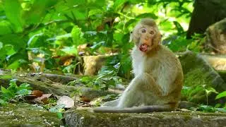 Her face look so sad poor monkey Rya