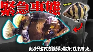 【緊急事態】世界一美しいはずの古代魚が真っ黒になってしまいました