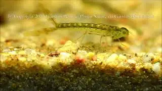 Odonate de la larve &agrave; l'imago