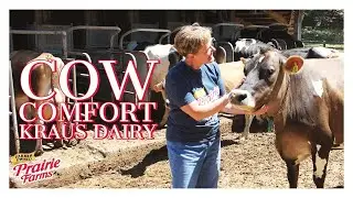 Cow Comfort On Kraus Dairy