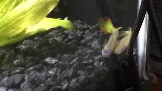 Golden Wonder Killifish