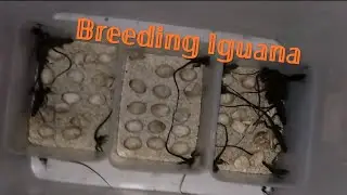 Ternak Iguana, Breeding iguana Columbia