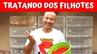 FARINHADA VERMELHA PARA OS FILHOTES DE CANÁRIO VERMELHO MOSAICO