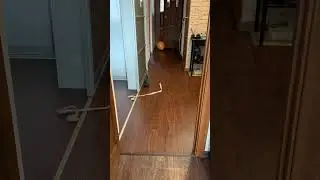 Кот Марсик)!