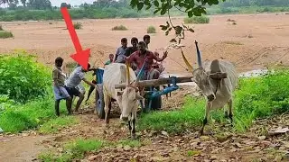 Bullockcart River crossing/bullockcart heavy load stuck/Bullockcart videos