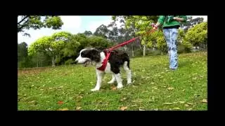 Larz Dog Products Shock Absorbing Flex Leash In Action