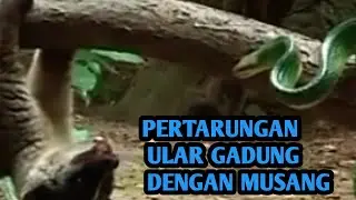 Fakta unik pertarungan  ular gadung dengan musang