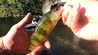 MYSTIC RIVER FISHING SLAYING PERCH WITH AN UGLY STICK