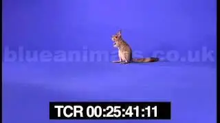 Springy the spring hare exploring