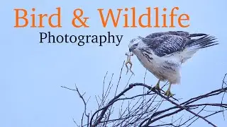 It Pays Off For Those Who Wait Patiently Bird & Wildlife Photography