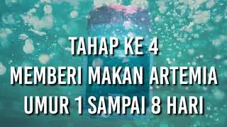 Budidaya Artemia //Tahap Keempat Cara Memberikan Pakan Artemia Umur Satu Hari Sampai Delapan Hari