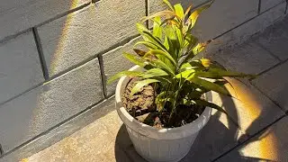 Raibulu is live