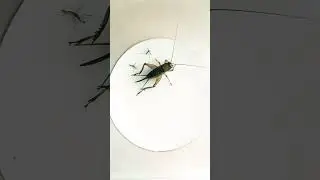 Black Field Cricket Eats Mosquito | #shorts