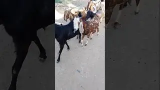 Peaceful Village Life  Goats Walking in Thar Desert#goat #animals