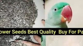 #love birds best seed#birds sunflowers benifits#breeding diet#watch on waa birds aviaries