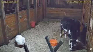 Goldy's  Barn Rescues 7pm to 10pm; Gemmie Elvis   ;Fluffy Chicken Brody Hen;Woody back 1222026