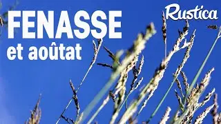 Hautes herbes, attention aux aoutats en &eacute;t&eacute; !