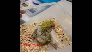 little Lovebird with foot problem #animal #lovebird #petshop #parrot #bird #veterinary