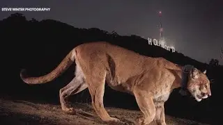 Wildlife officials plan to capture mountain lion P-22