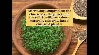 Transforming Chia Seeds into Eco-Friendly Cutlery: A Sustainable Solution