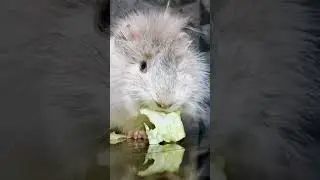 Guinea Pig & Turtle Eating ASMR 🐹🐢🥬 | #asmr #shorts
